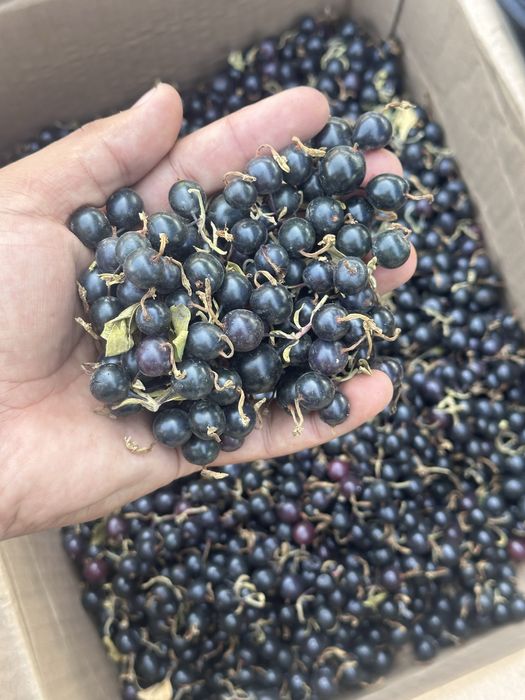 Облепиха | Симародина