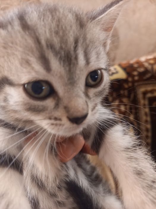 Отдам в добрые руки  три девочки 2 мальчика