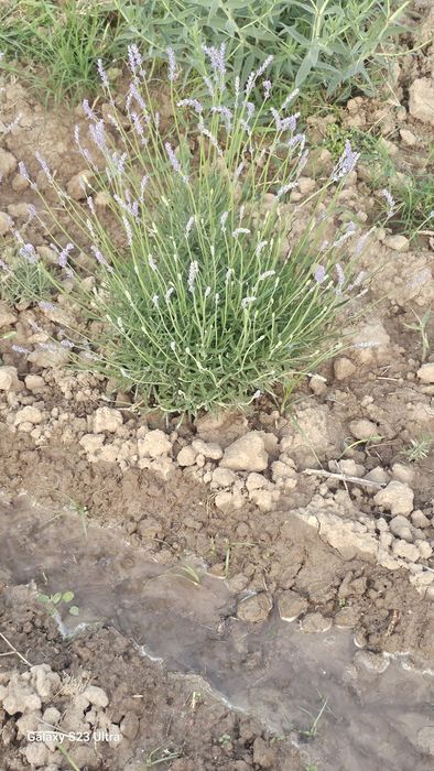 Lavanda fransuskiy sorti