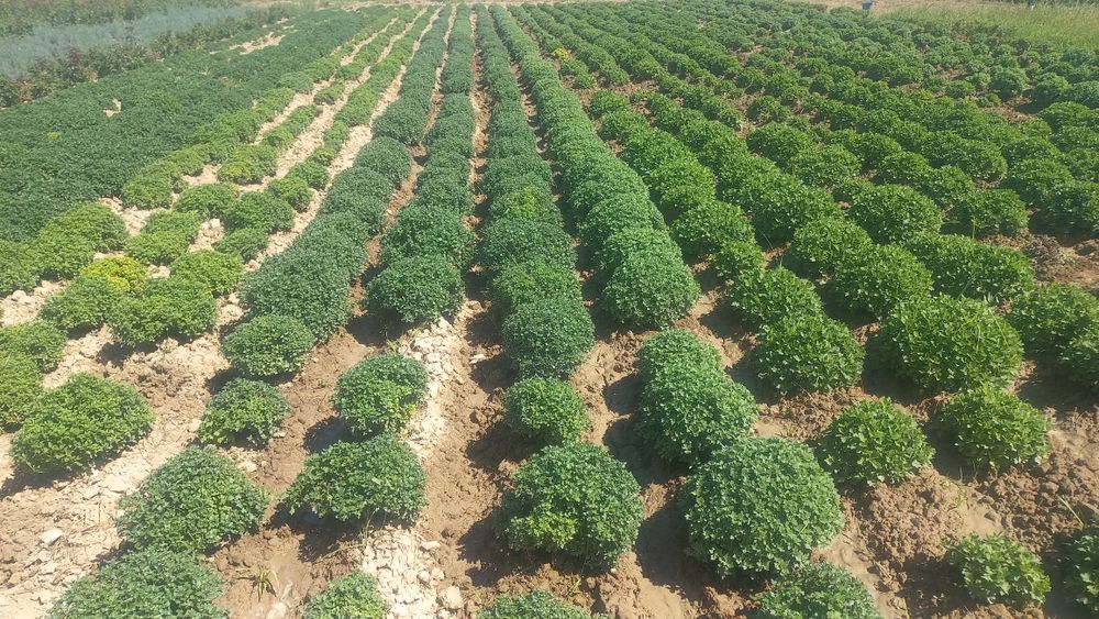 Хризантема     .