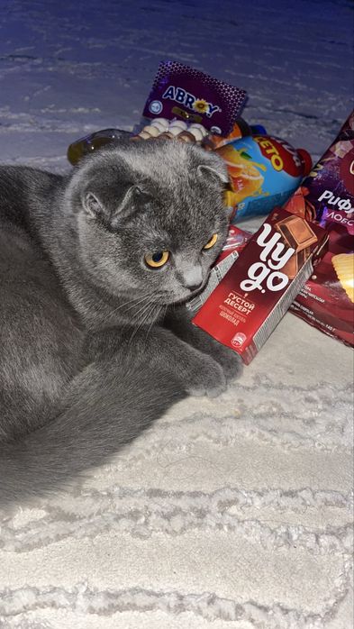 Продается британский вислоухий котенок