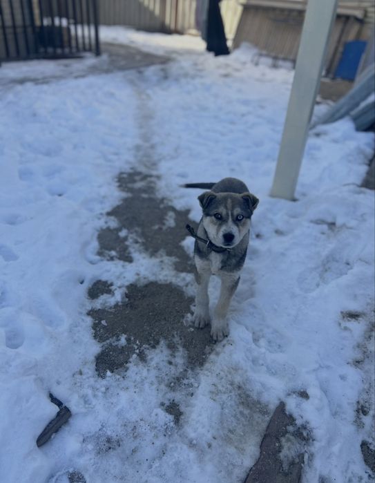 Сибирски Хаски 3 месяца