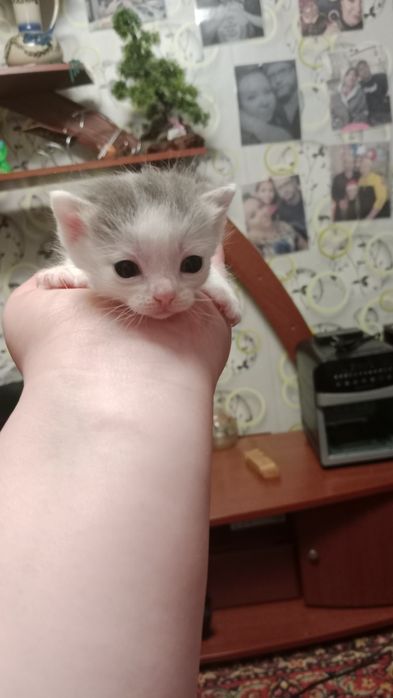 Отдам в добрые руки котят!