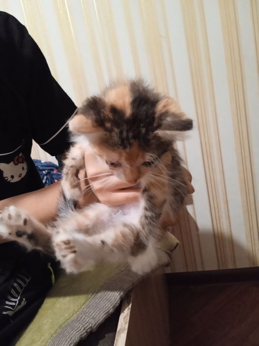 Котенок котенок.