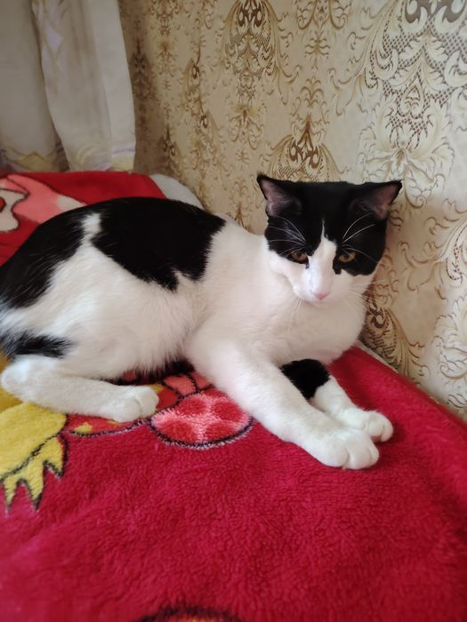 Mushuk hadya qilaman