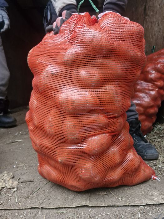 Продам картофель сорт гала