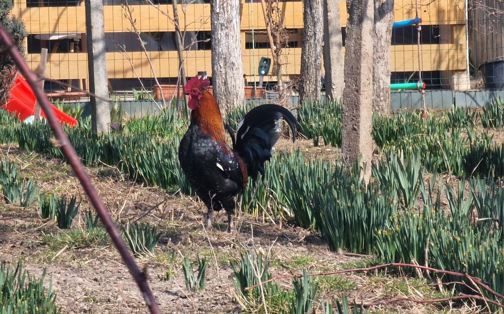 Vand cocosi americani