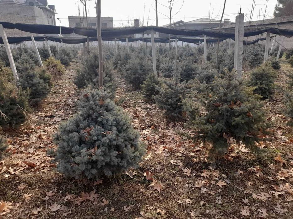 Продается Голубая ель