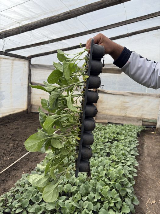 Răsaduri sănătoase de legume – pregătite pentru plantare