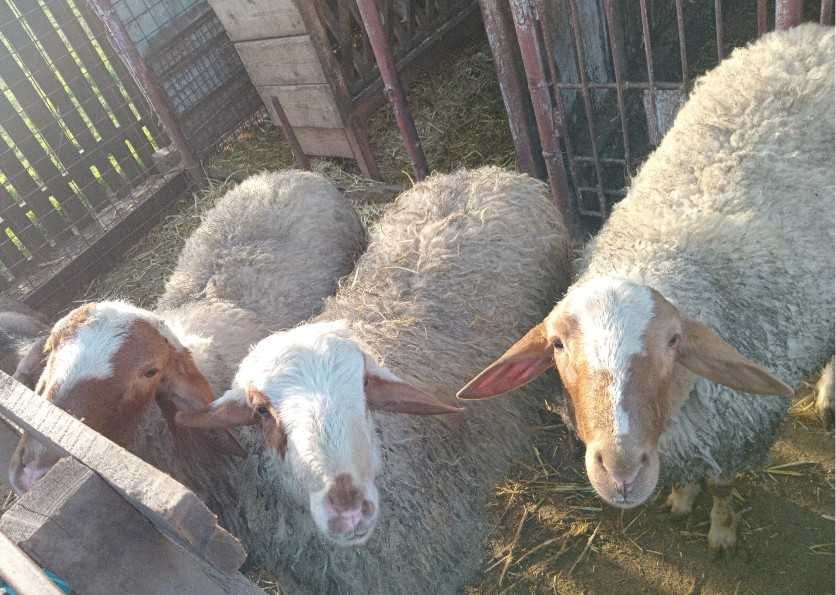 2 berbeci israelieni, aduși din Turcia, de vânzare