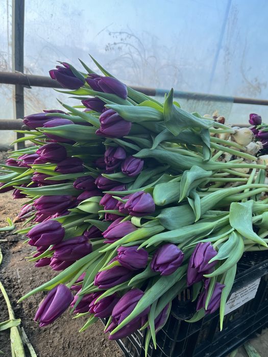 Голландские тюльпаны оптом