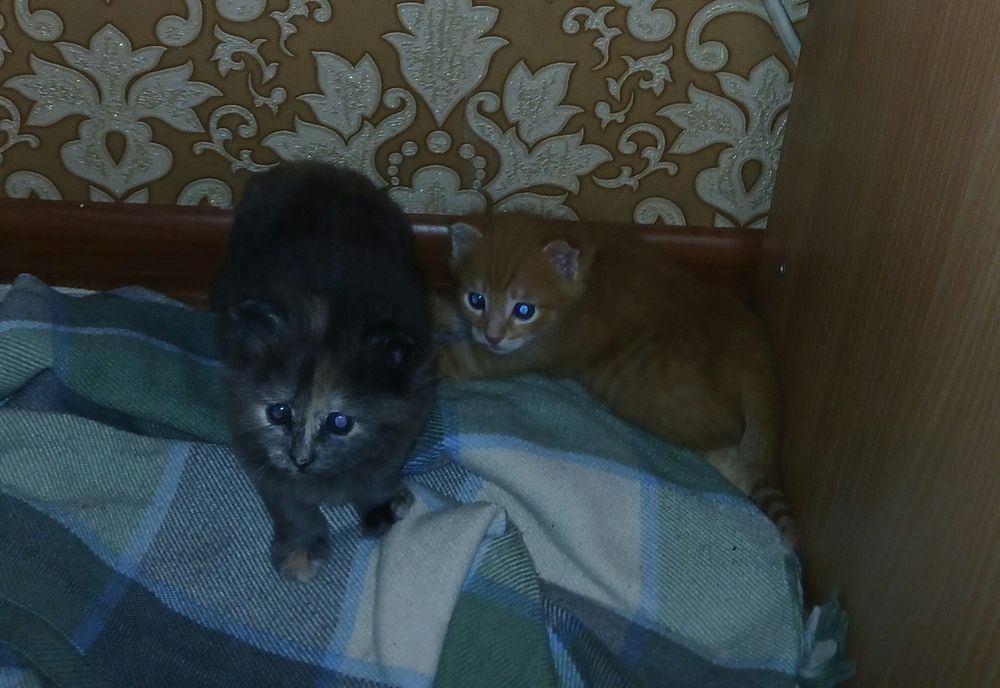 Котята в добрые руки