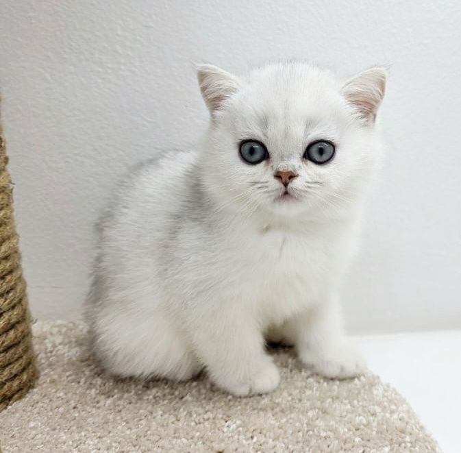 Британские котята