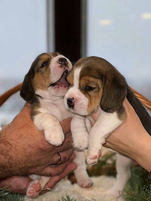 Щенки Бигля. Триколор