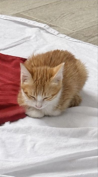 Ищем дом котенку