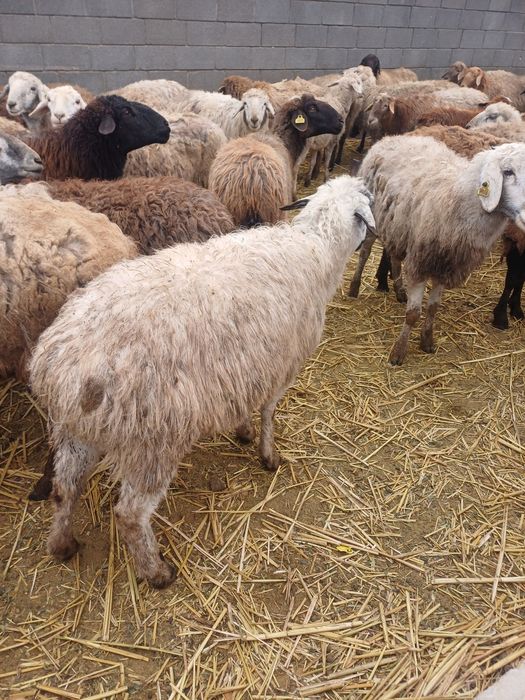 Токты кой сатылады