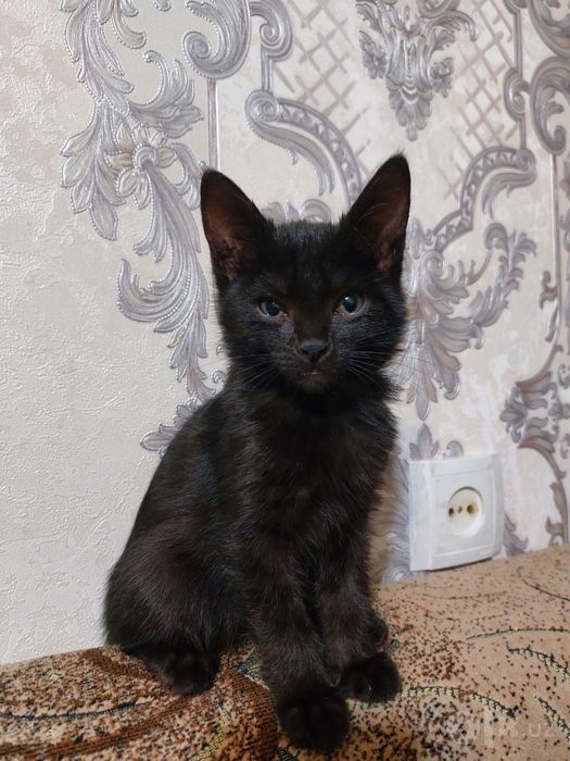 Отдам чёрного котенка (девочку) в добрые руки