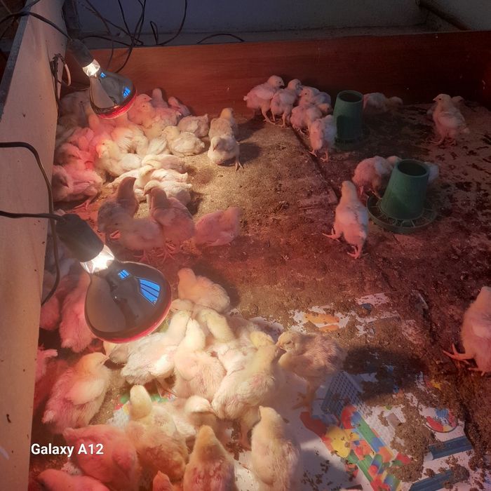 Бройлер кооб 500