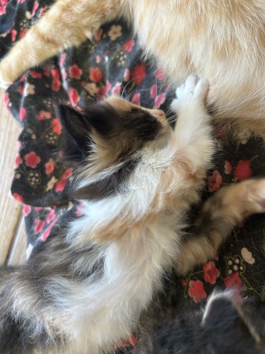 3 маленьких котенка
