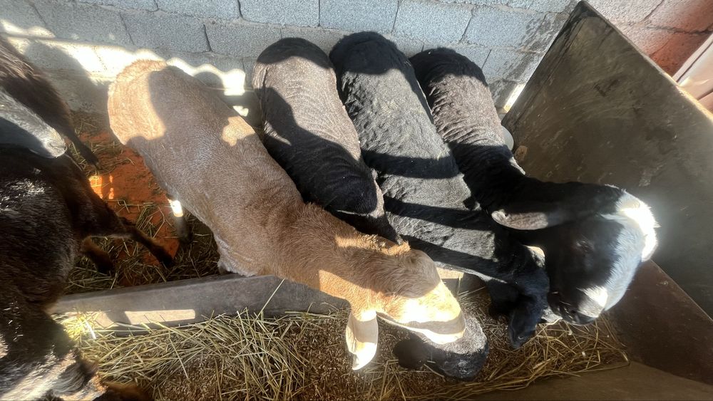 Бараны қошқар қой