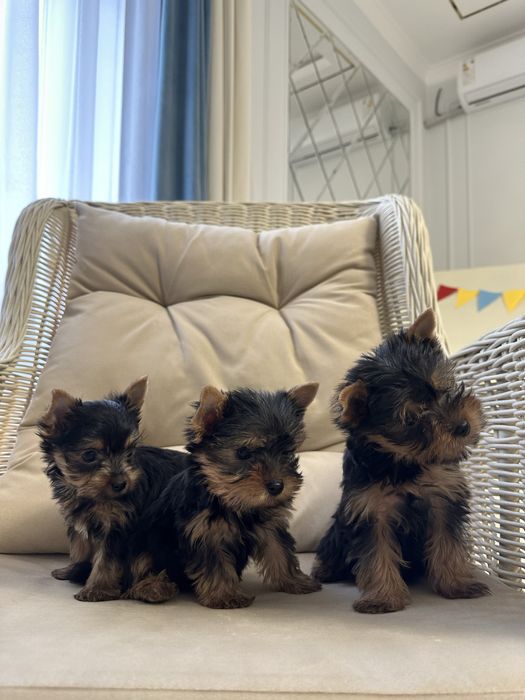 Йоркширский терьер