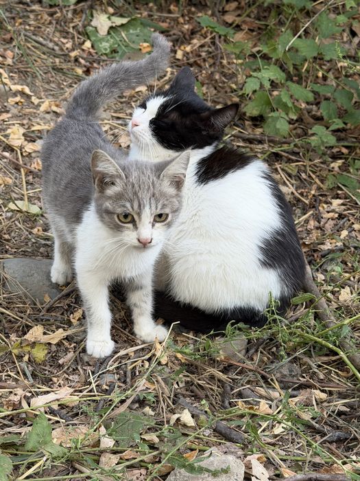 Котята ищут дом!!