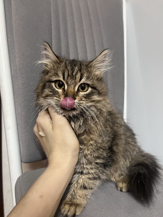 Отдам в добрые руки