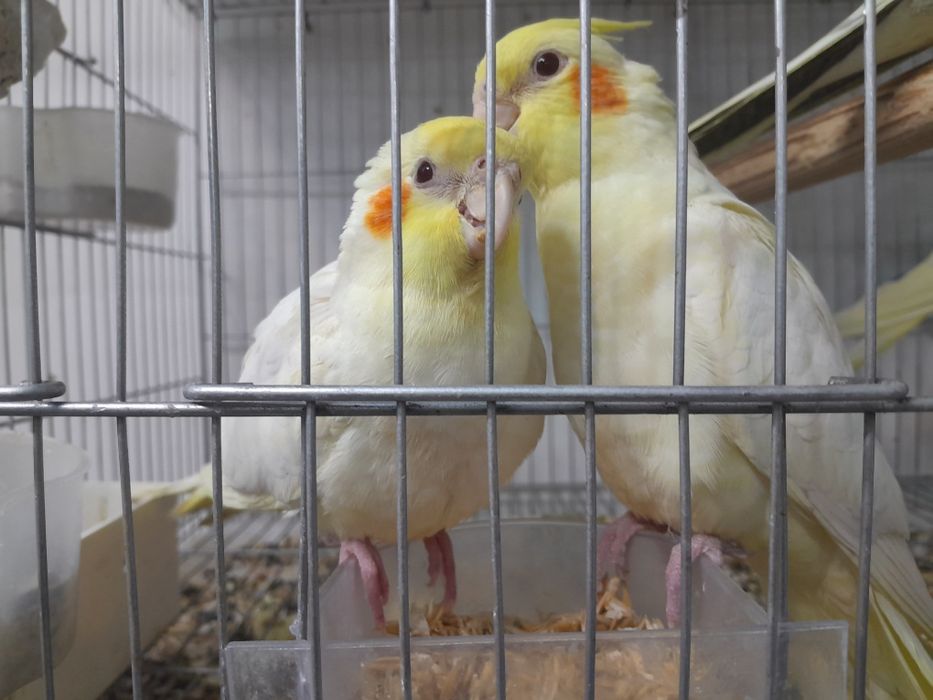 Продаются молодые кореллы.