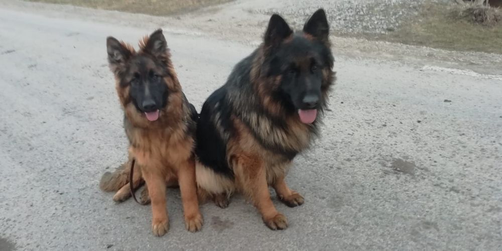 Ciobanesc german cu par lung