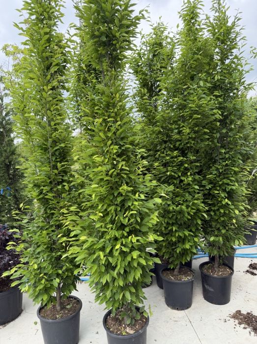 Katalpa Platan Tei Mesteacăn Carpen Leylandi Prunus