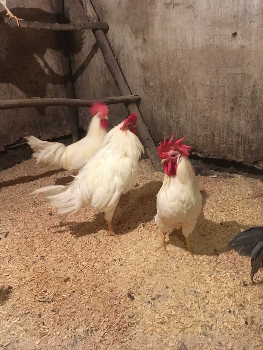 Куры несушки породы Леггорн