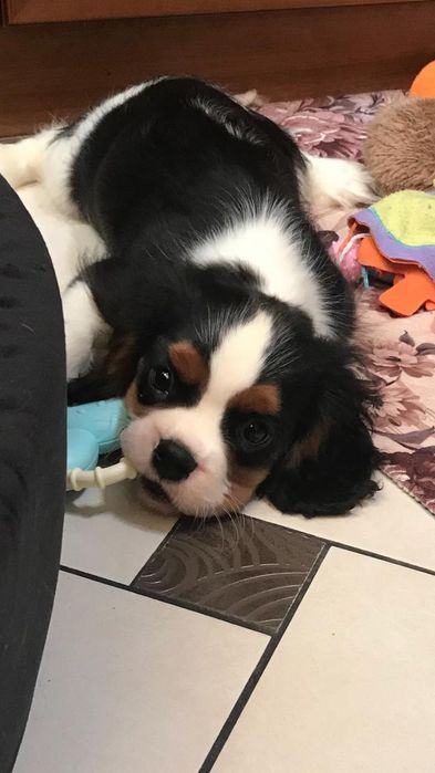 Щенки Кавалер Кинг-чарльз