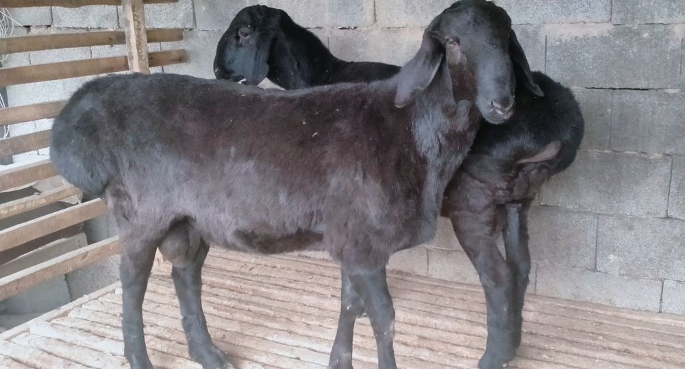 Қошқарлар бар срочно