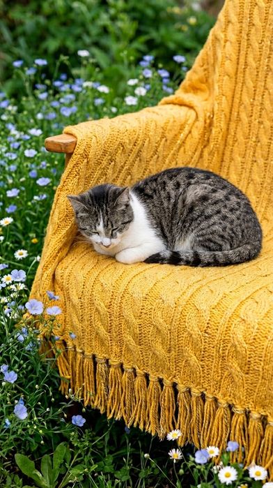 Домашний котик, 11 мес, кастрирован, паспорт есть.
Пушок июльский ма