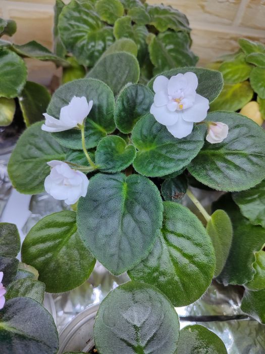 Продаются сортовые ыиалки