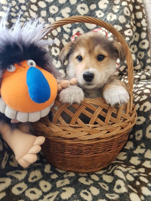 В хорошие руки милая девочка.