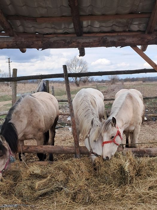 Vând două iepe și o mânză