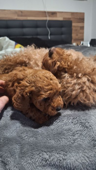 Мини пуделчета /момчета и момичета