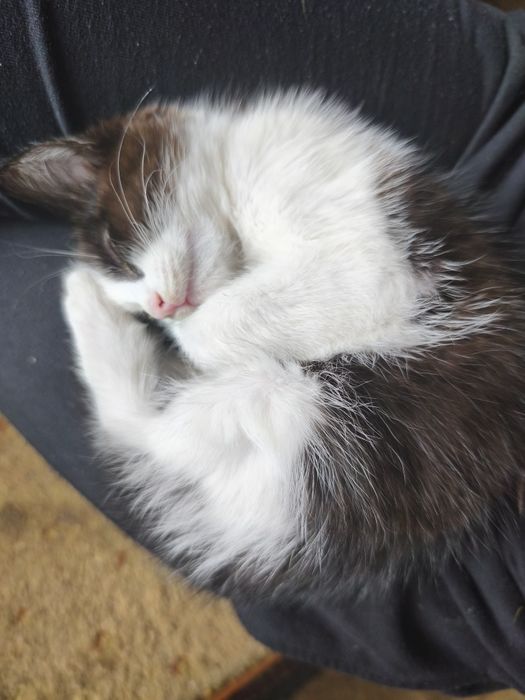 Ласковая кошечка