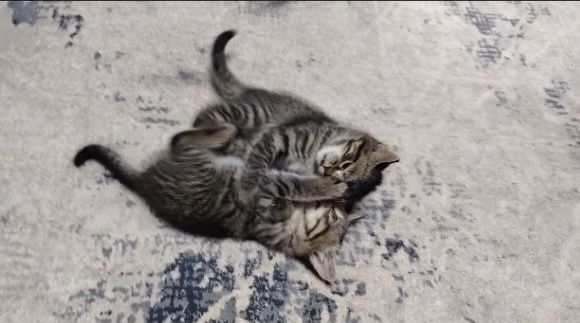 Aka-Uka Mushukchalar