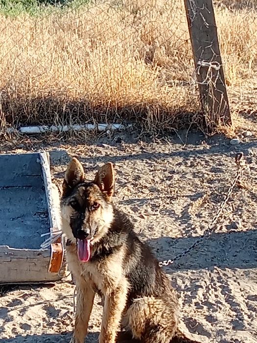 Немецкая авчарка