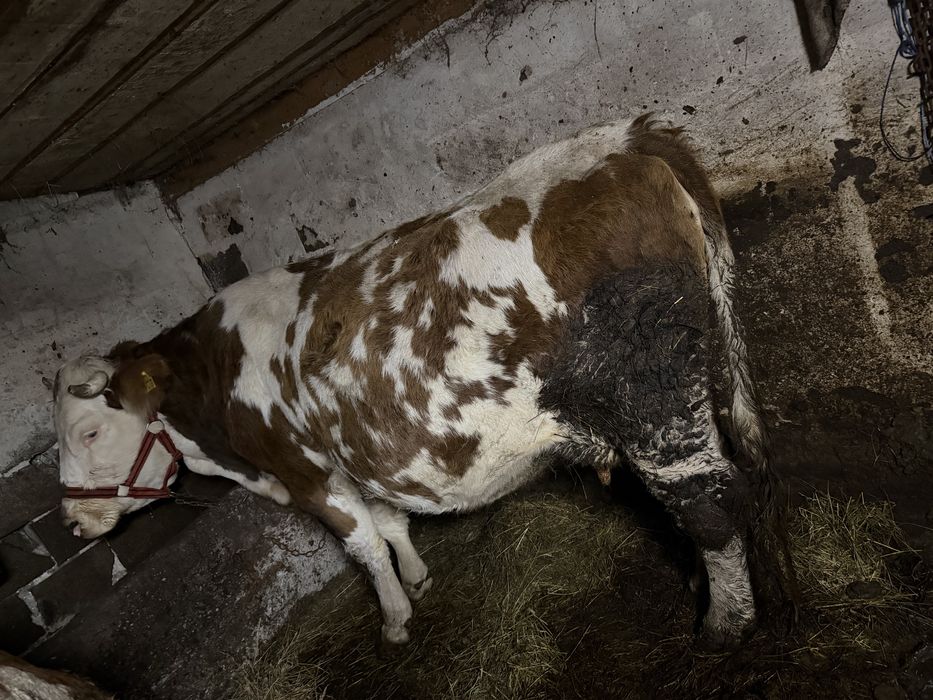 Vaca gestanata in 9 luni