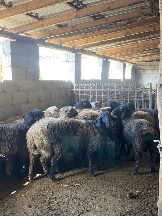 13 бас токты сатылады