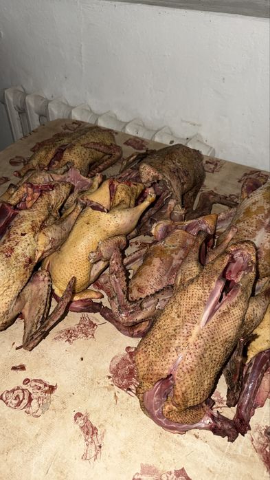 Домашний уйрек сатылады