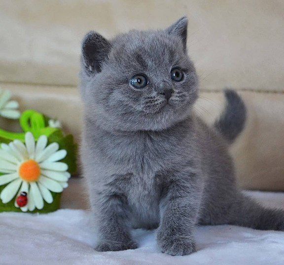 Котята британцы фото 1 Котята британцы фото 1