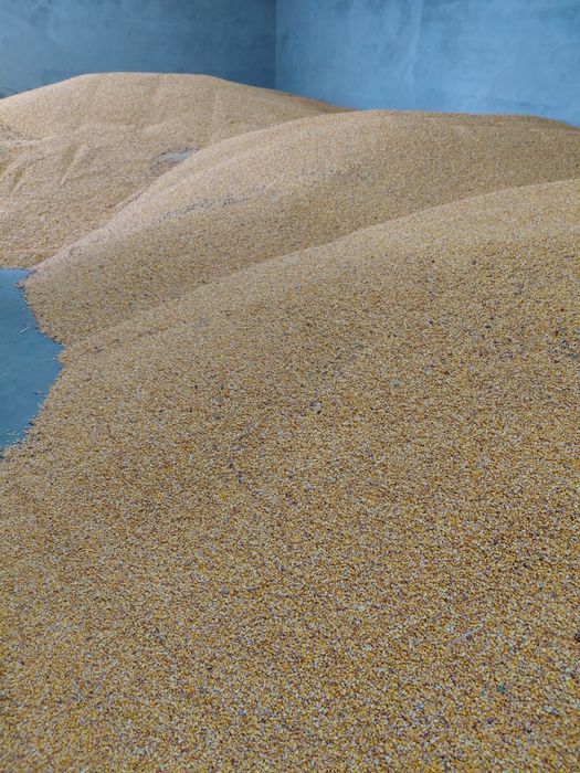 Porumb,Porumb Boabe,Malai la sac