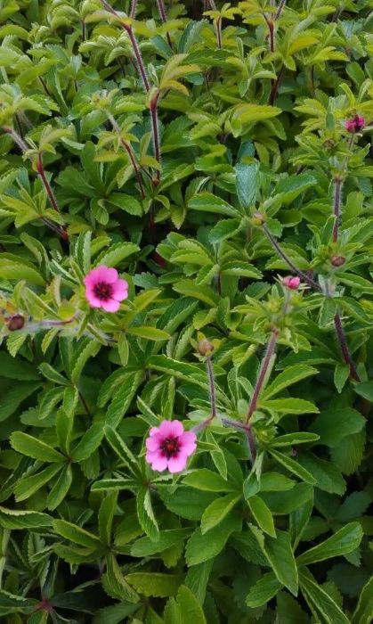 Декоративни храсти, растения, озеленяване