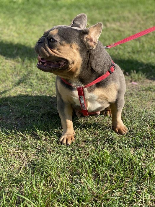 Френски булдог / френски булдочета /