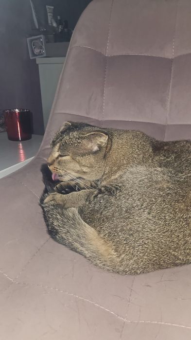 Продам маленьких котят