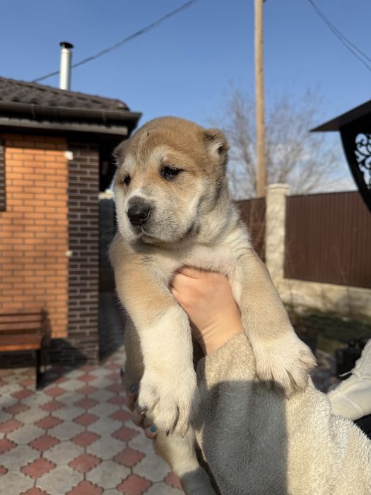 Продаются щенки алабай